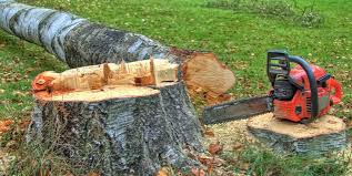 Trusted Great Neck Gardens, NY Tree Care Experts