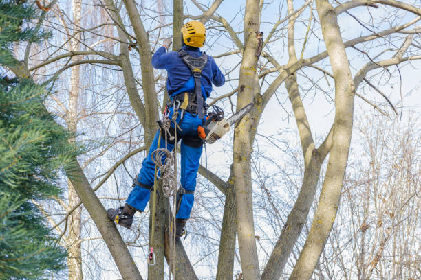 How Our Tree Care Process Works  in  Great Neck Gardens, NY