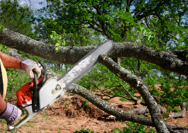Lawn Watering Services in Great Neck Gardens, NY